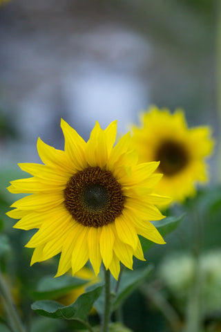feature-row__image