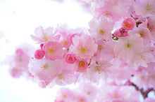 Japanese Cherry Blossom Scented Soy Candles - Kate's Candles Co. Soy Candles